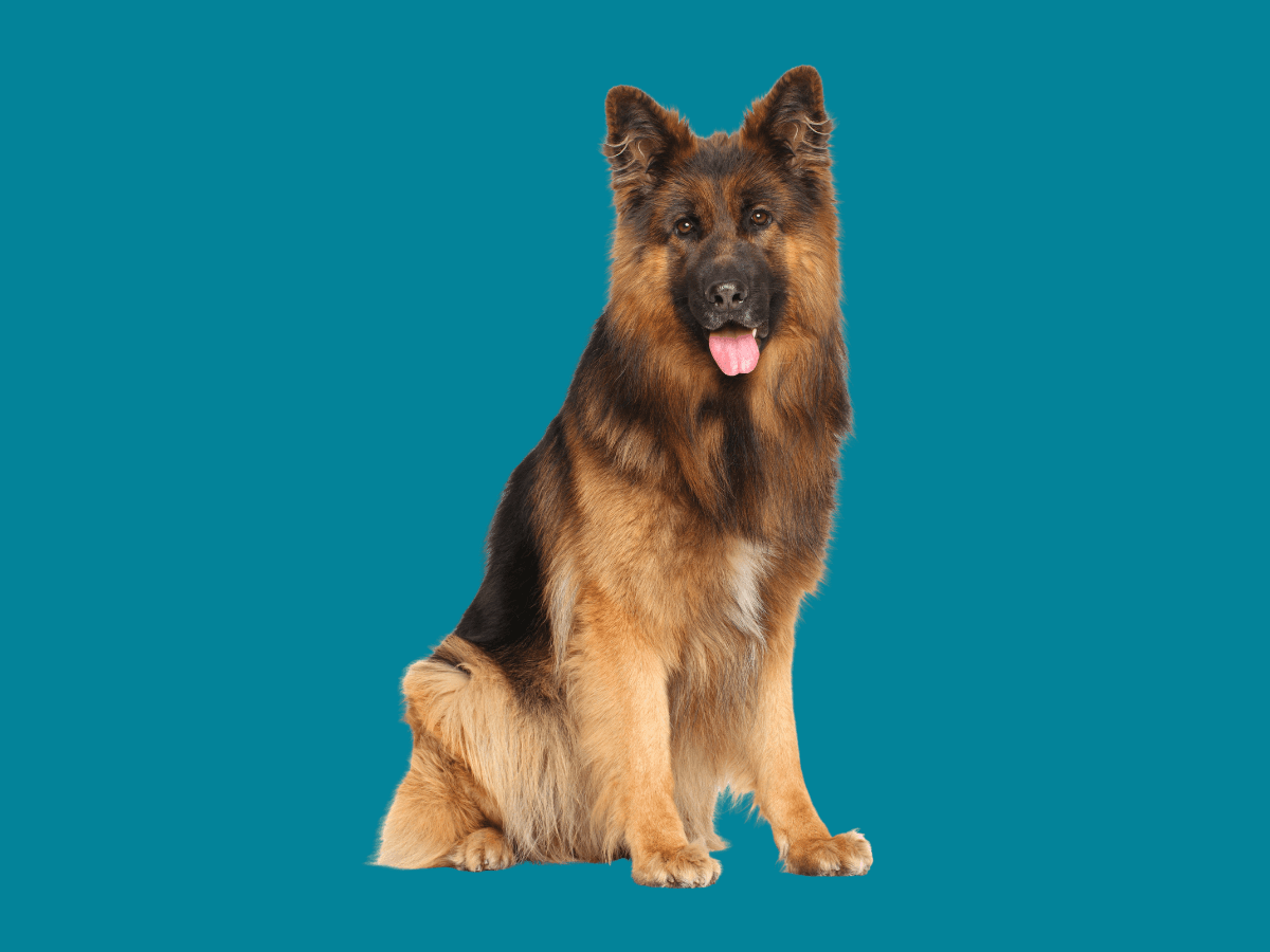 Large Dog