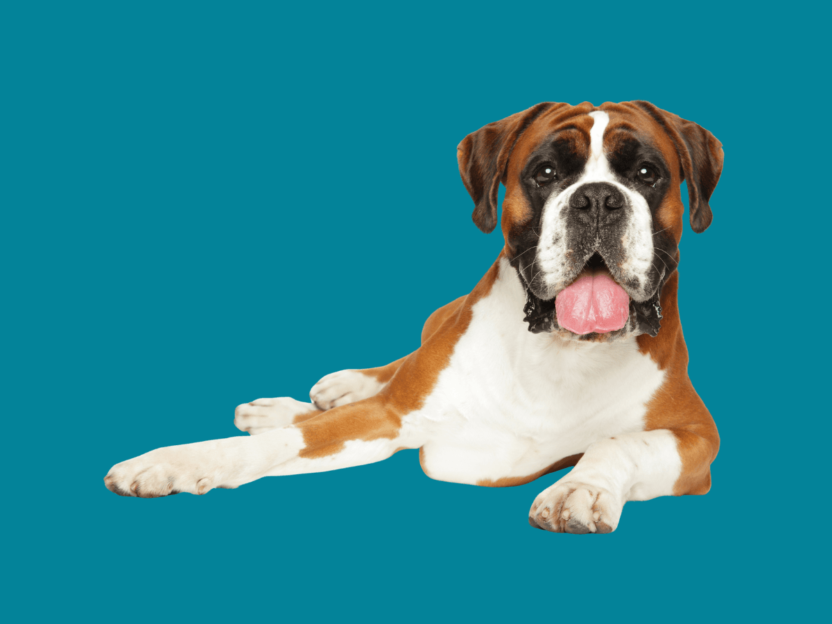 Large Dog