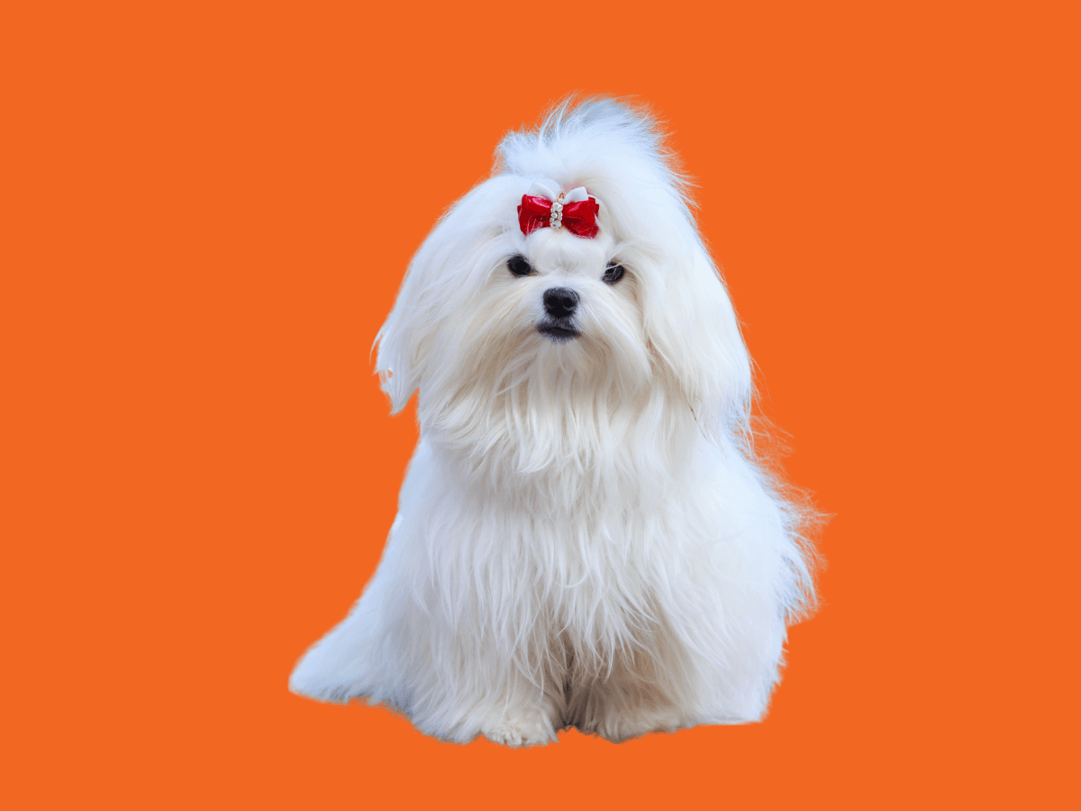 Maltese