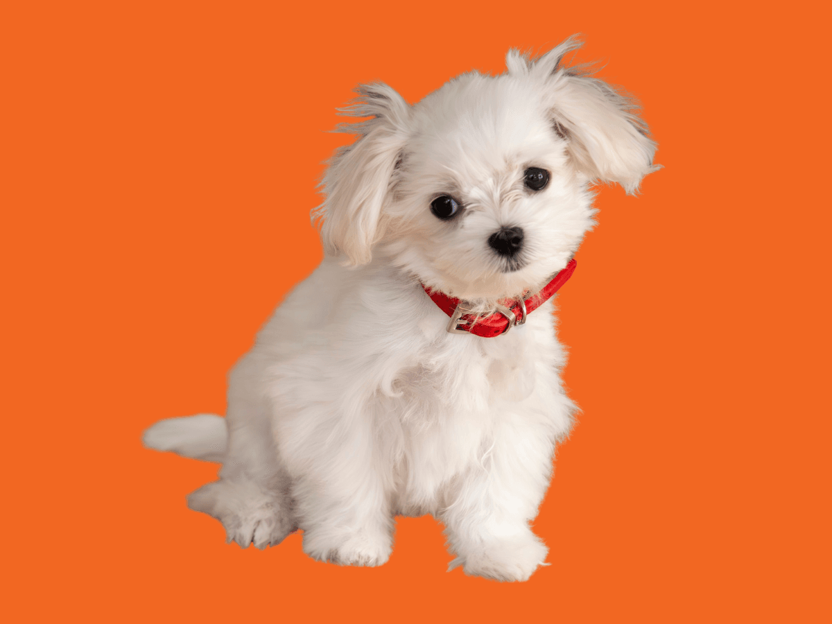 Maltese