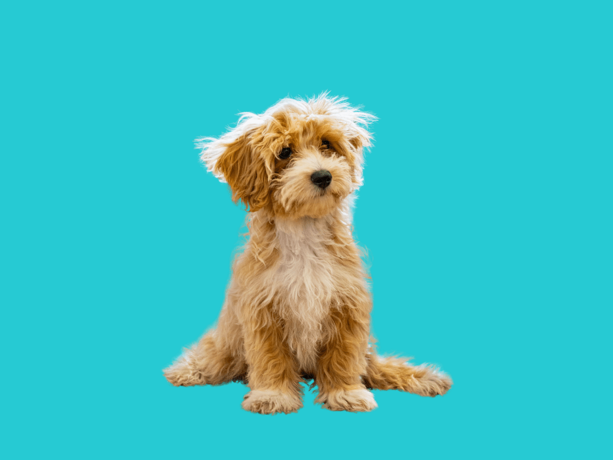 Maltipoo