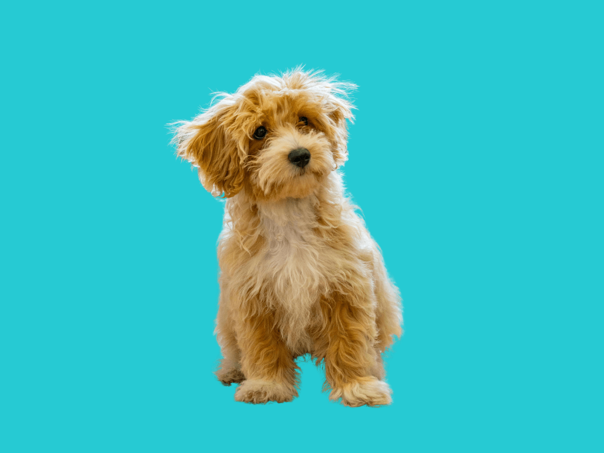 Maltipoo
