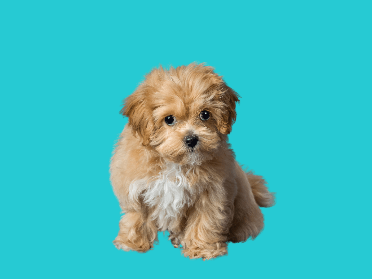 Maltipoo