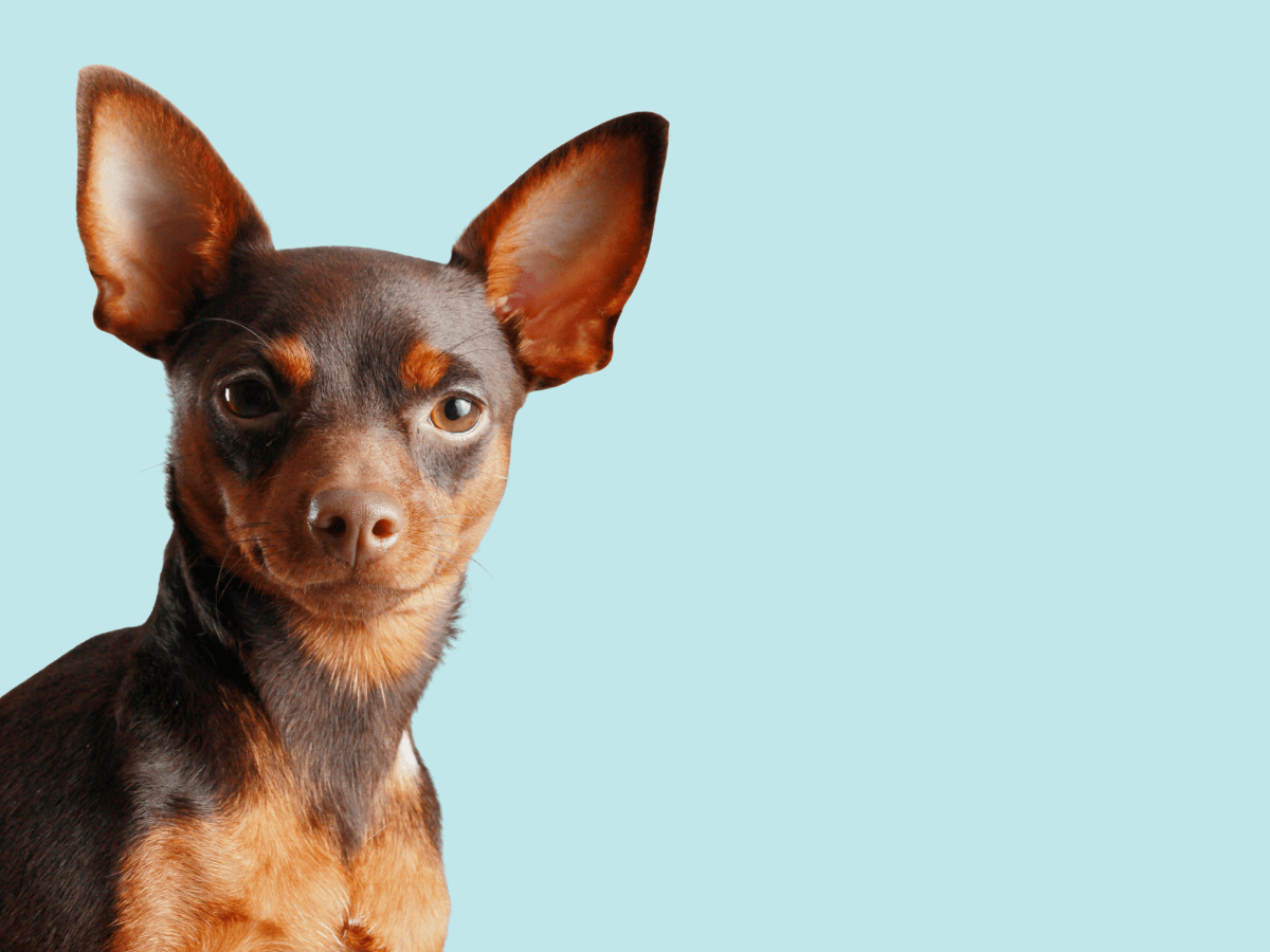 Miniature Pinscher