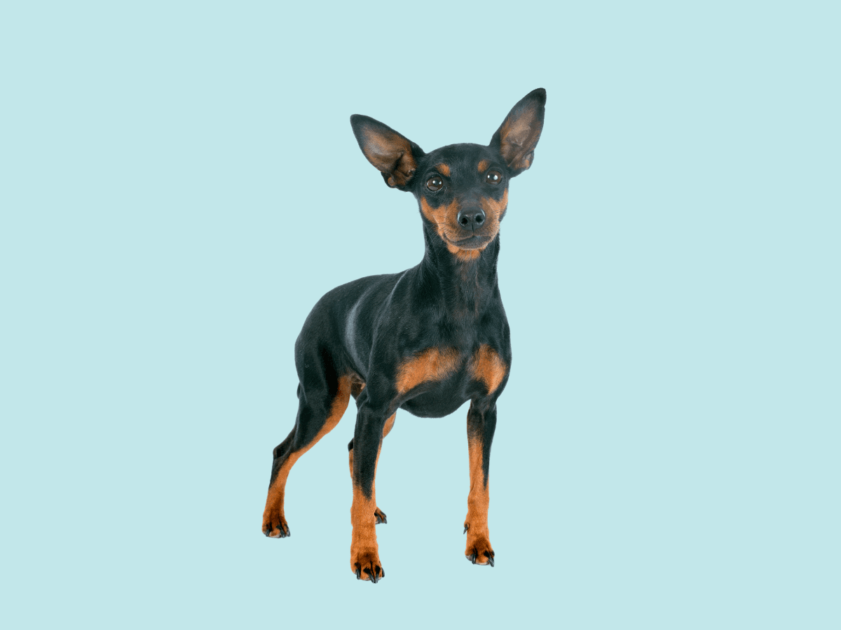 Miniature Pinscher