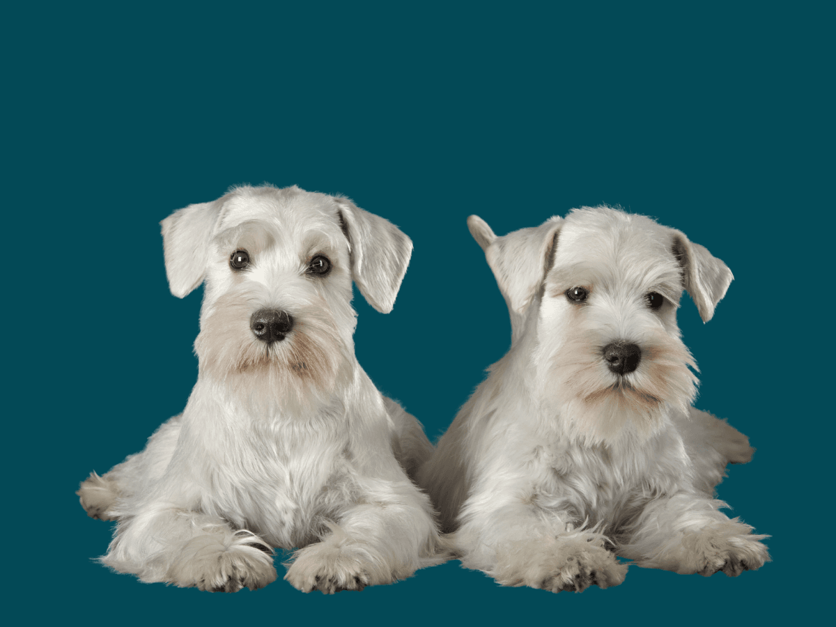 Miniature Schnauzer