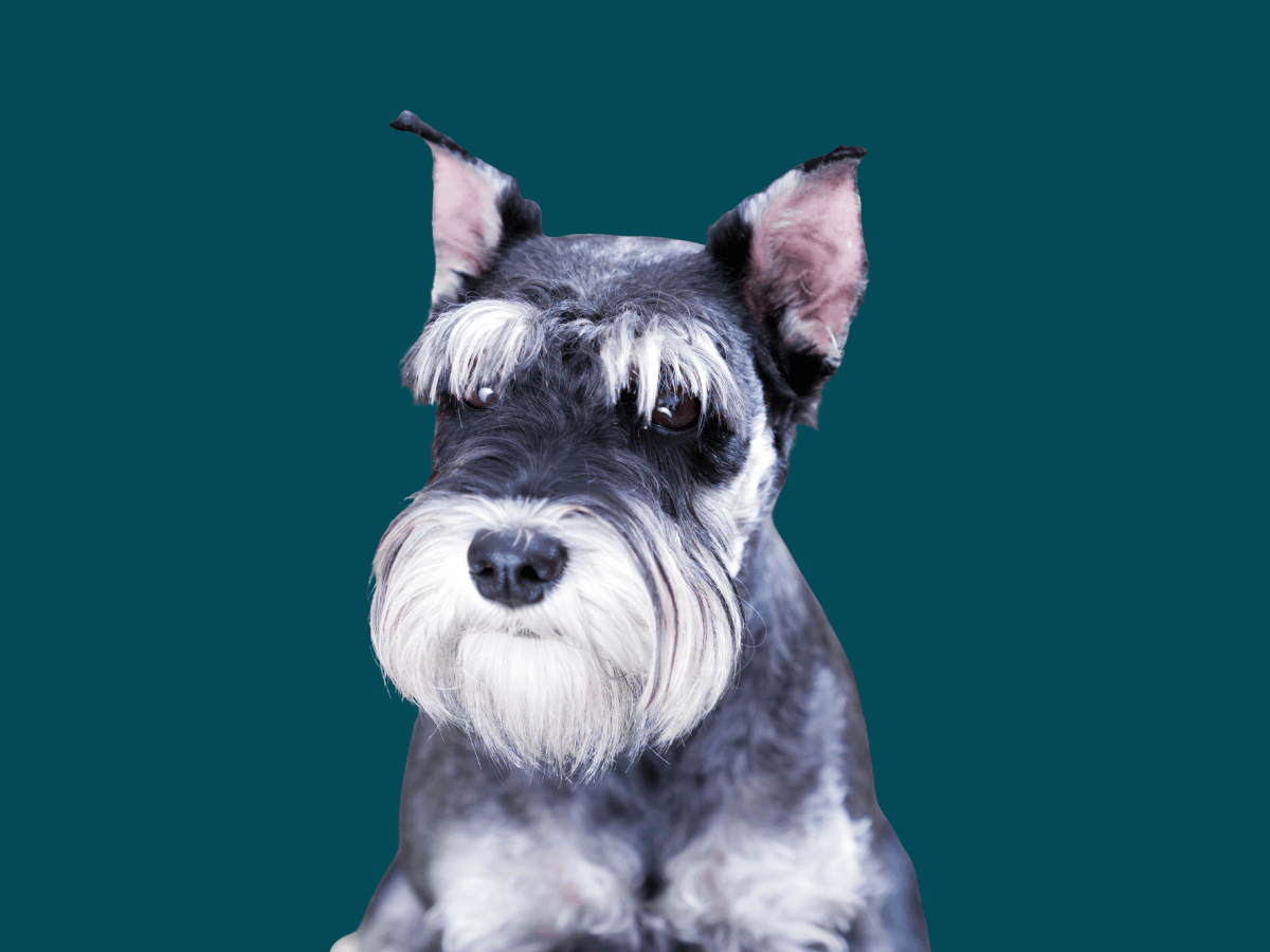 Miniature Schnauzer