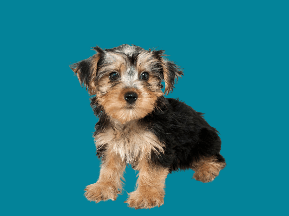 Morkie