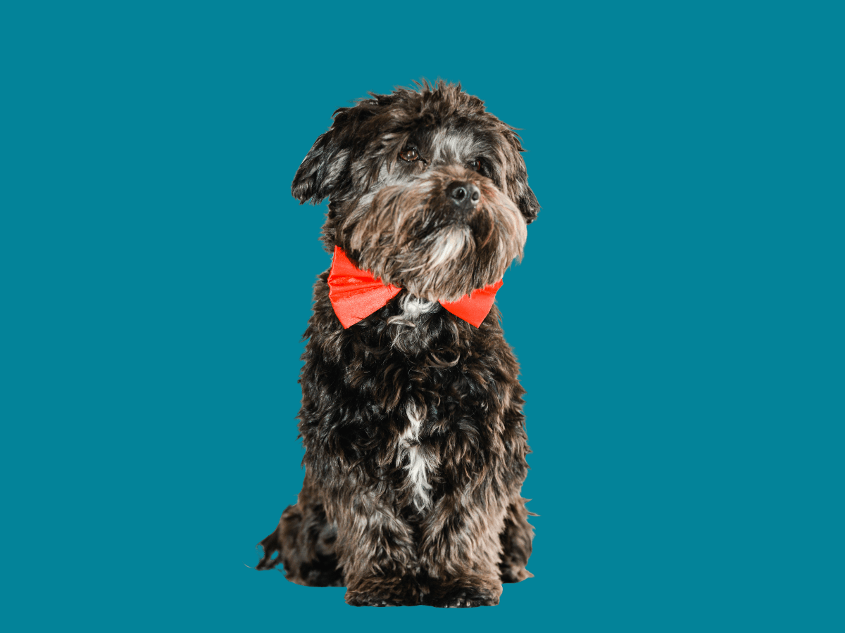Morkie