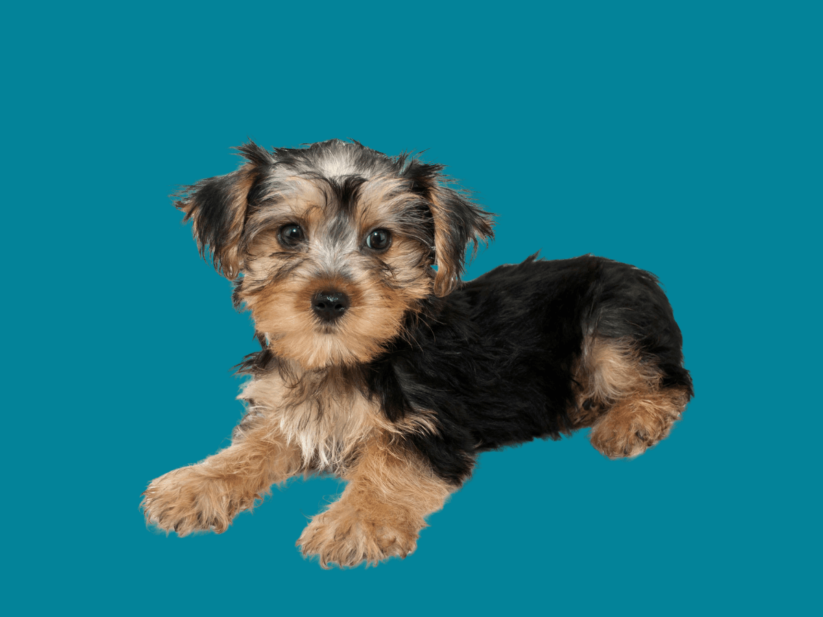 Morkie