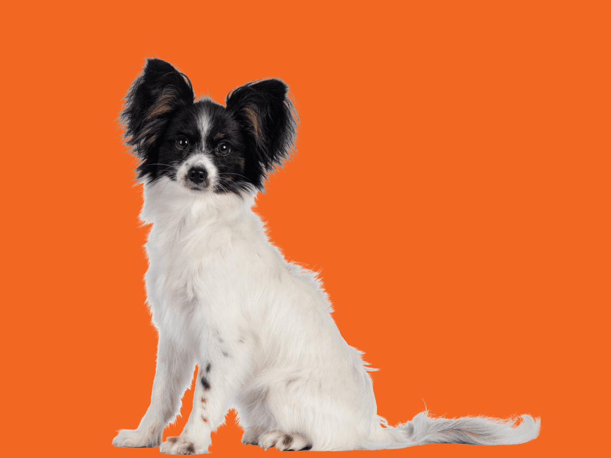 Papillon