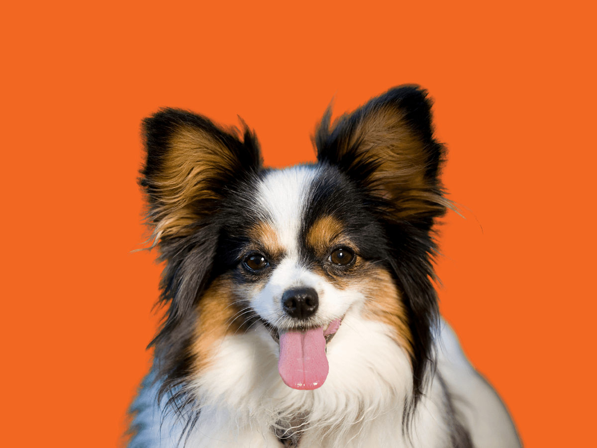 Papillon