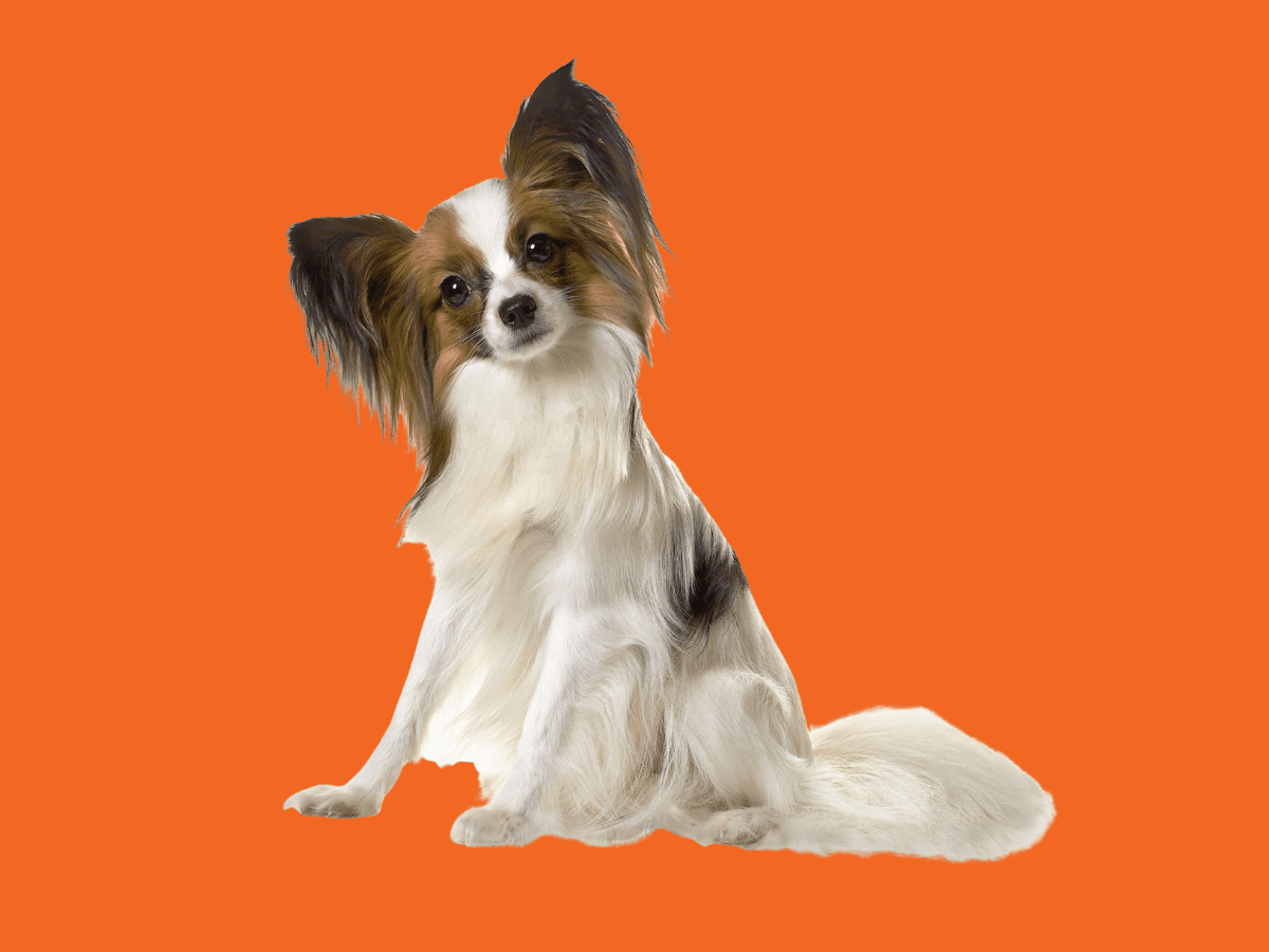 Papillon