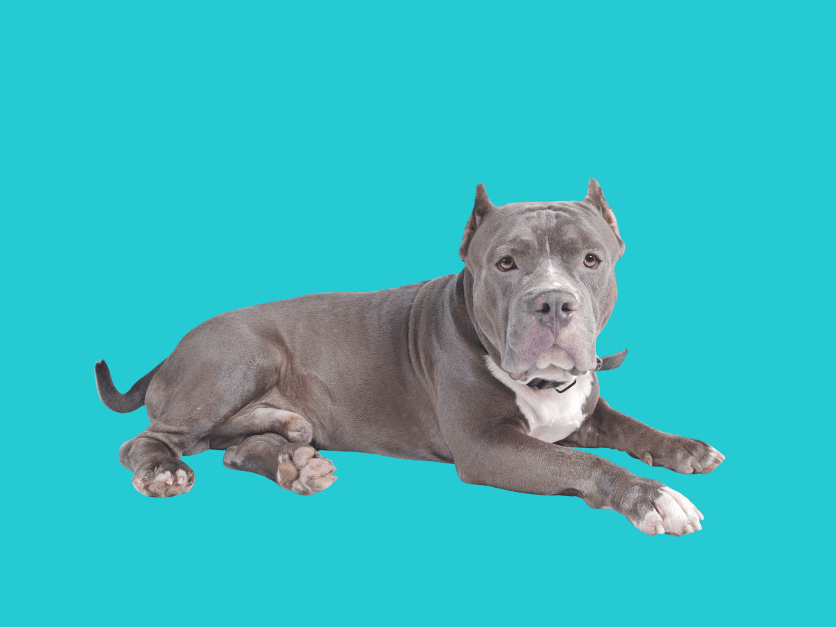 Pitbull