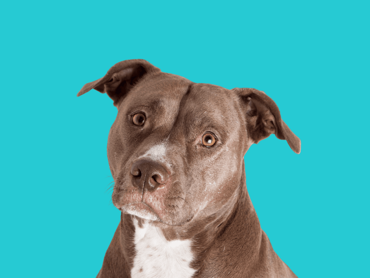 Pitbull