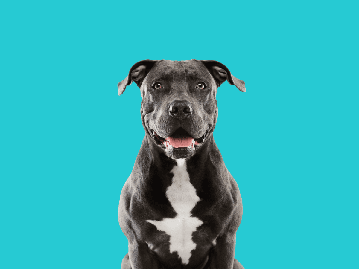 Pitbull