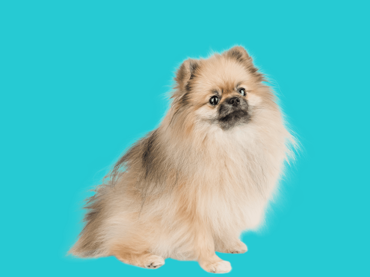 Pomeranian