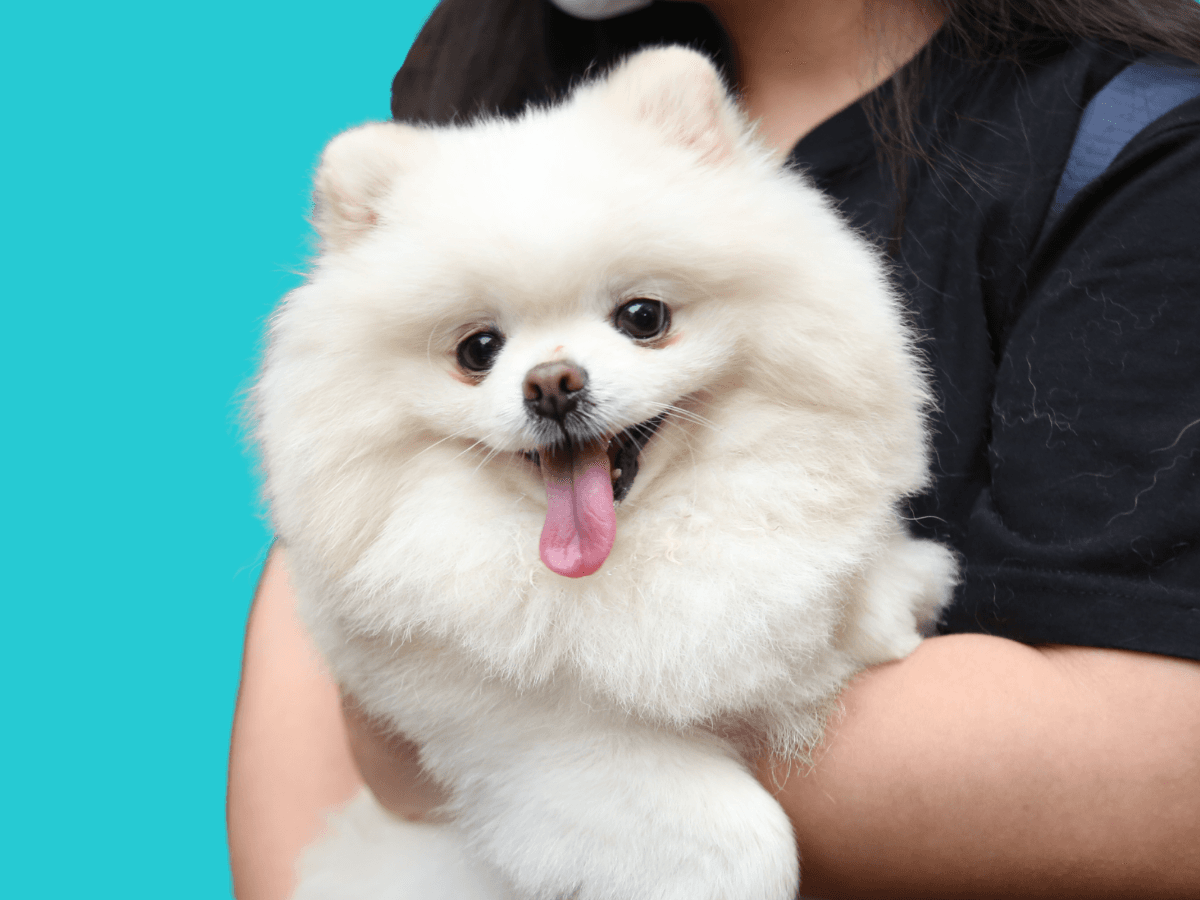 Pomeranian