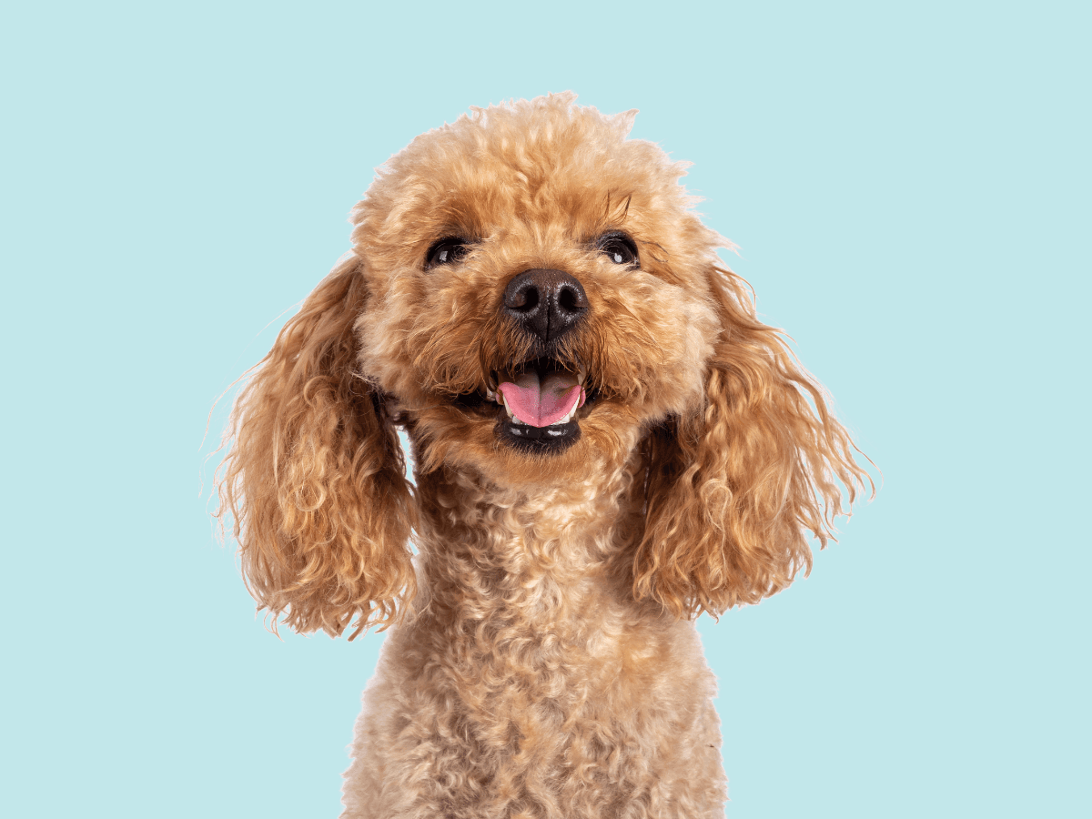 Poodle