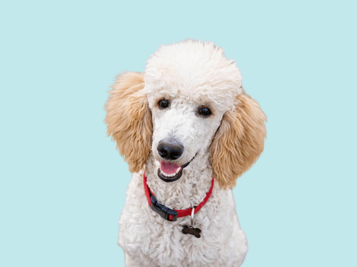Poodle