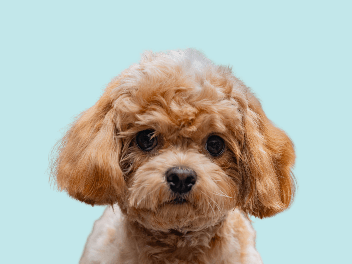 Poodle
