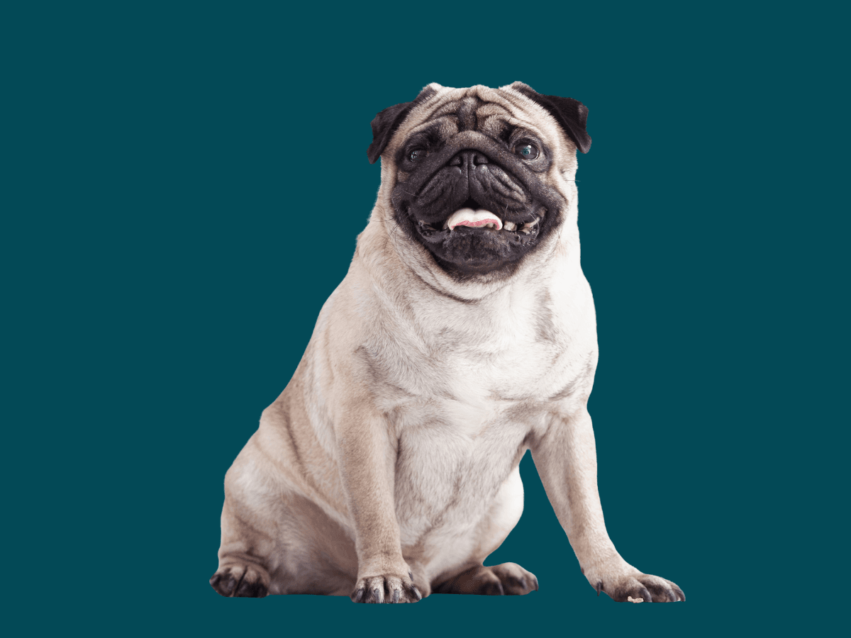 Pug