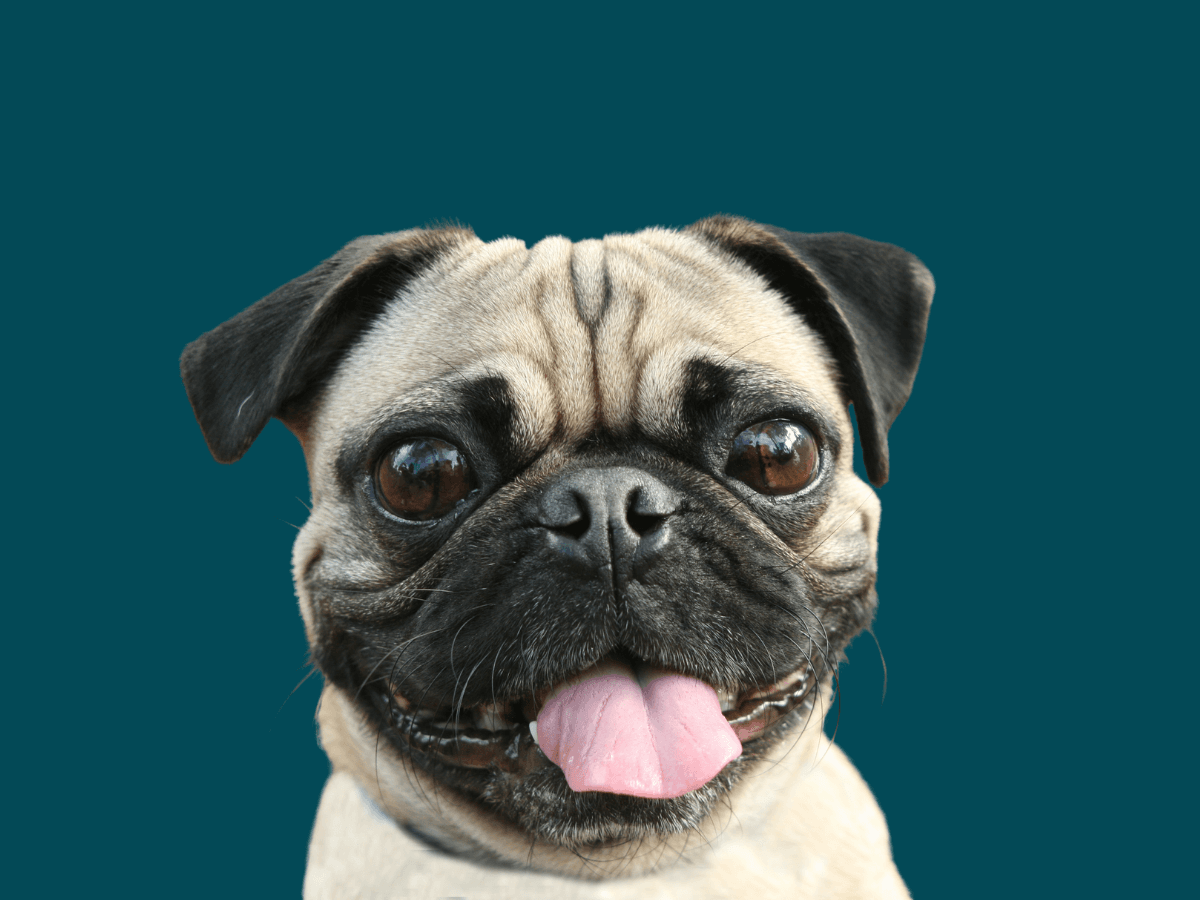 Pug