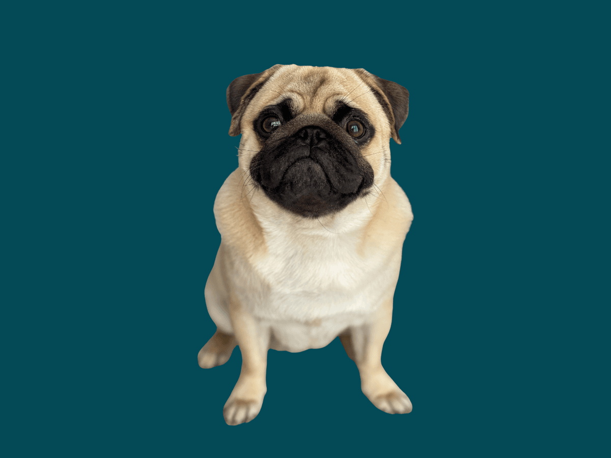 Pug