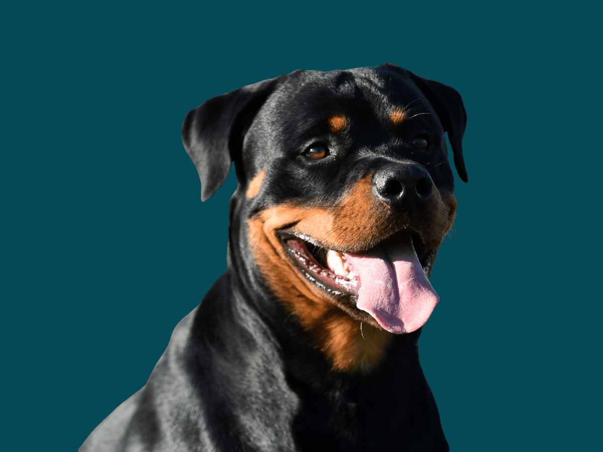 Rottweiler