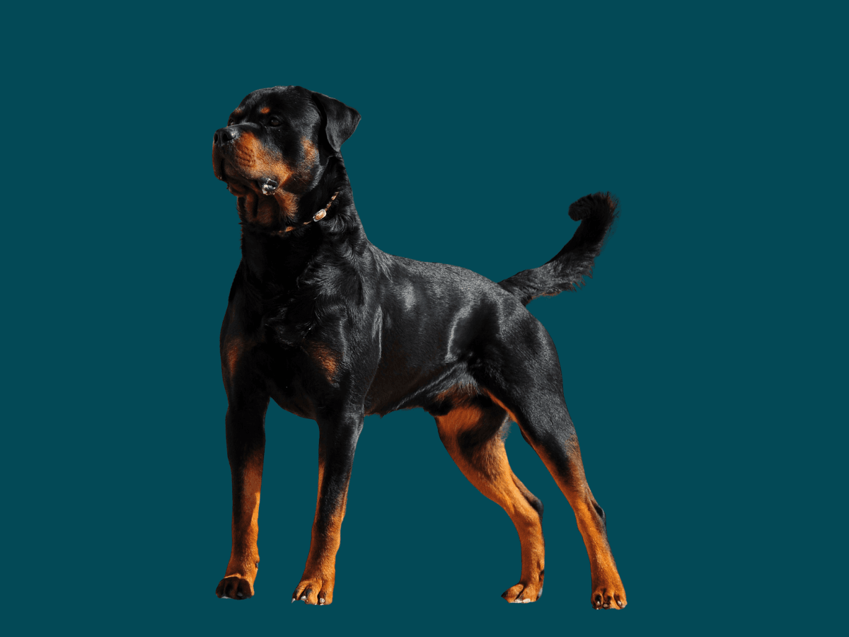 Rottweiler