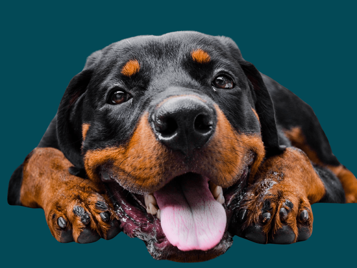 Rottweiler