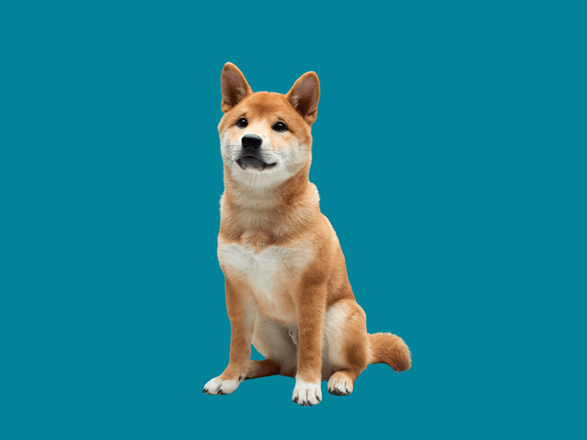 Shiba Inu