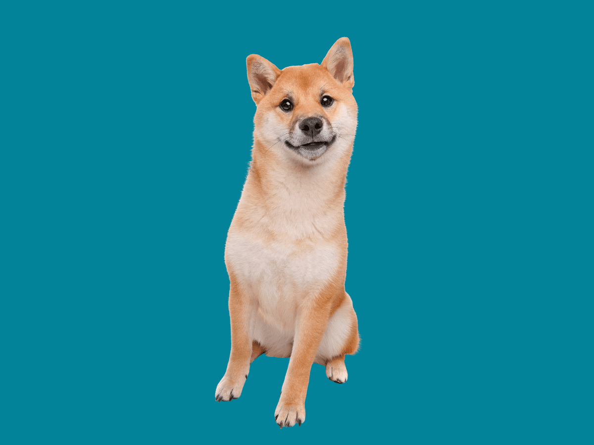 Shiba Inu