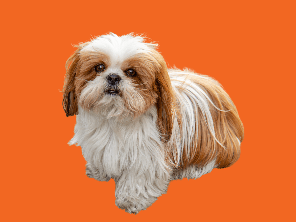 Shih Tzu