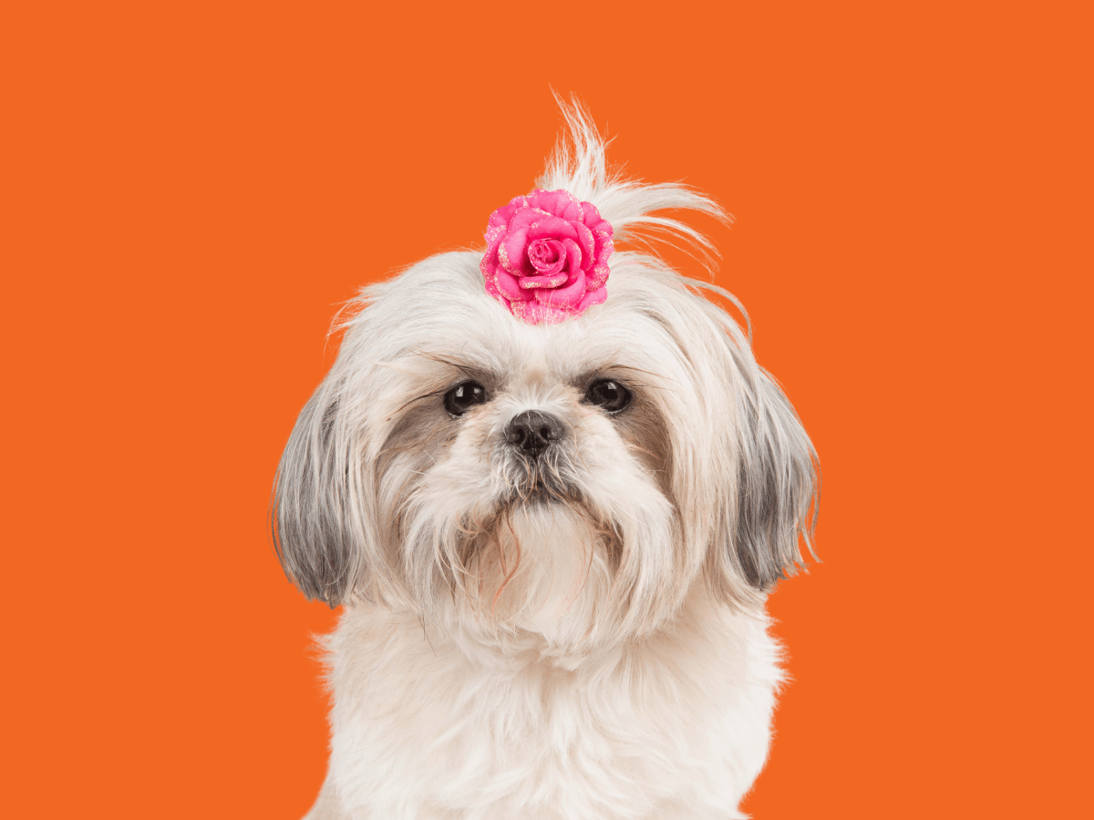 Shih Tzu