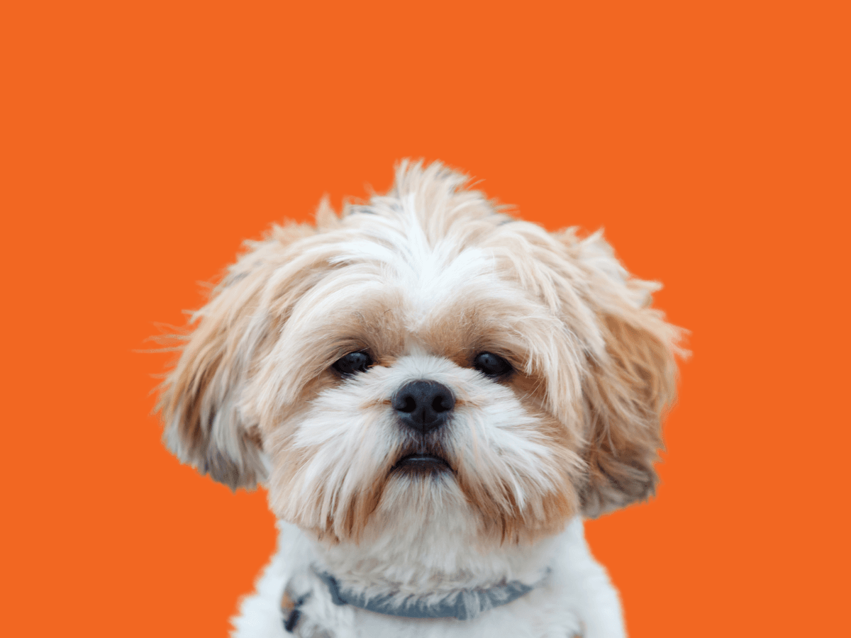Shih Tzu