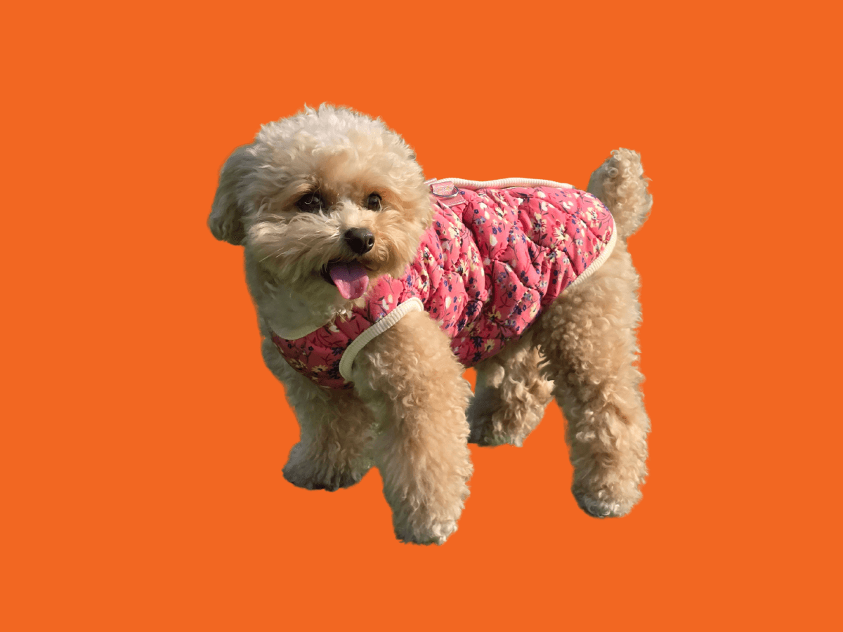 Small Dog