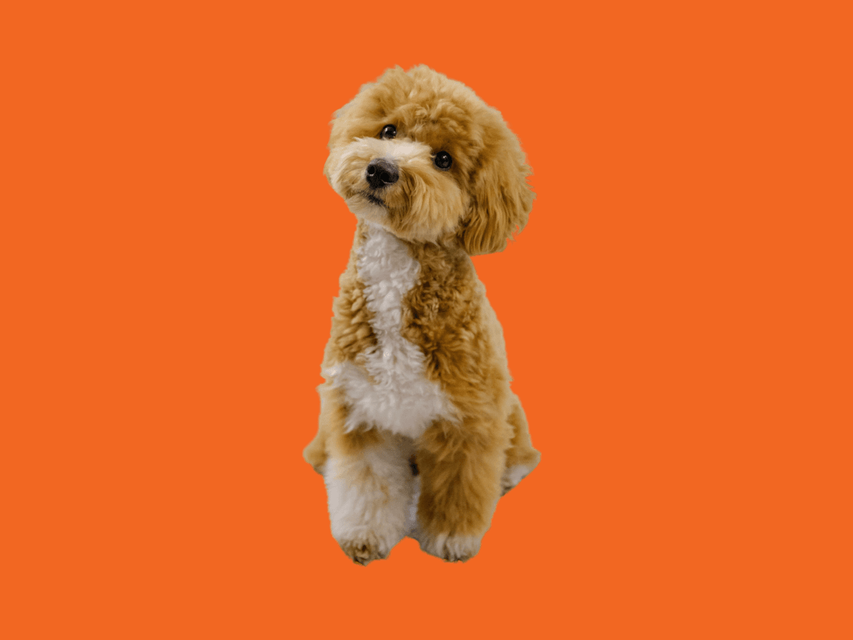 Small Dog