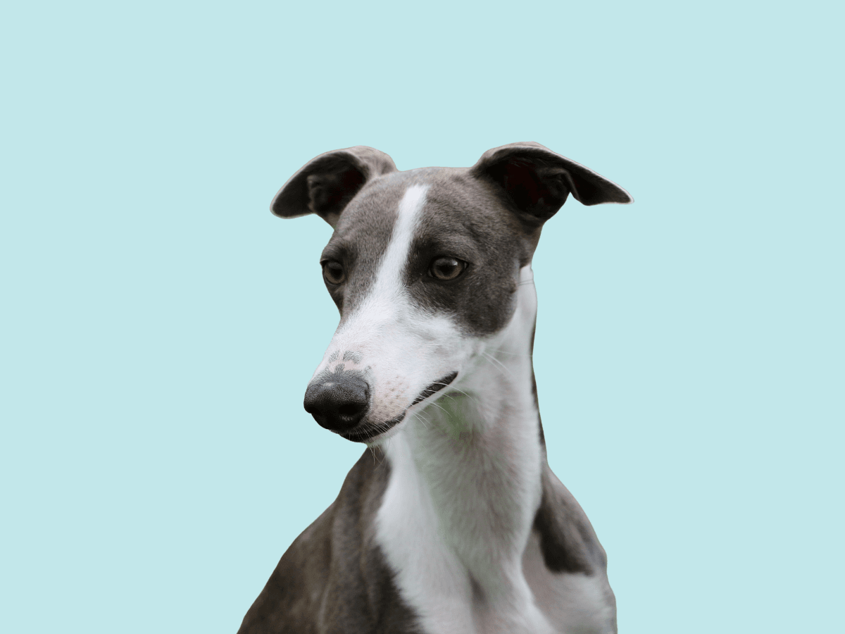 Whippet