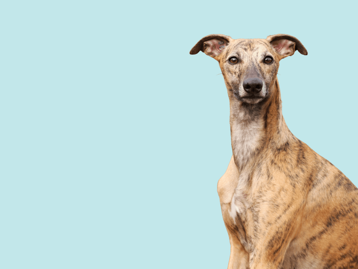 Whippet