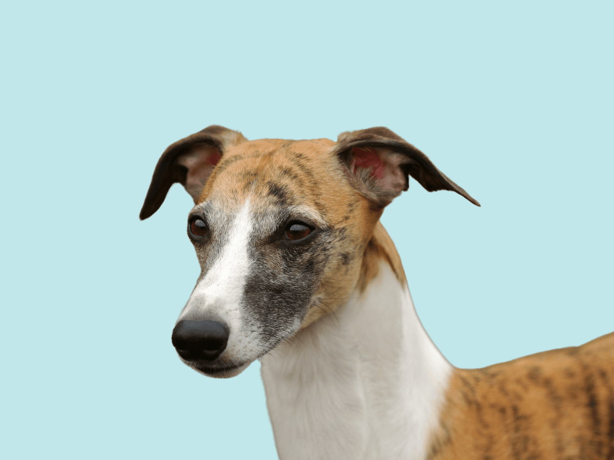 Whippet