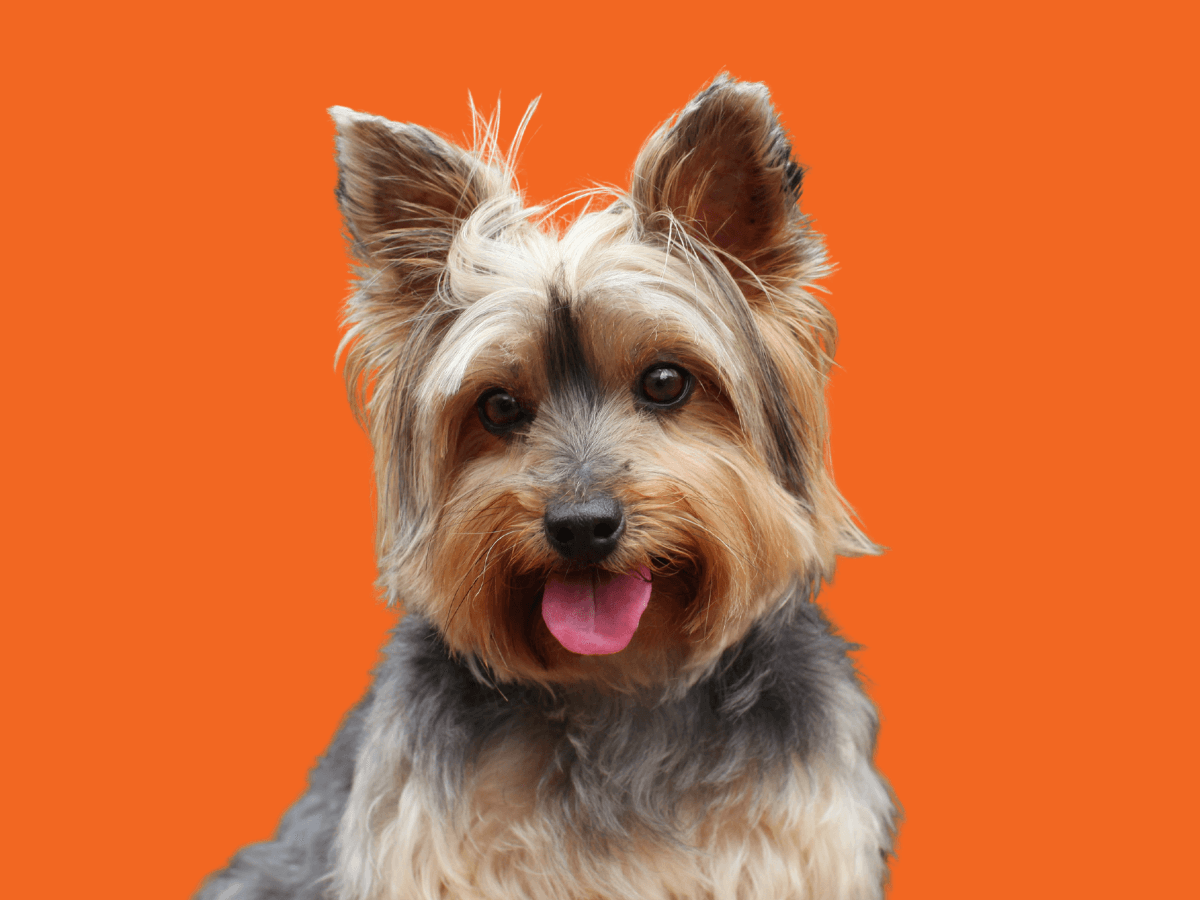 Yorkie