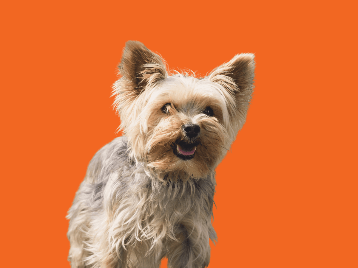 Yorkie