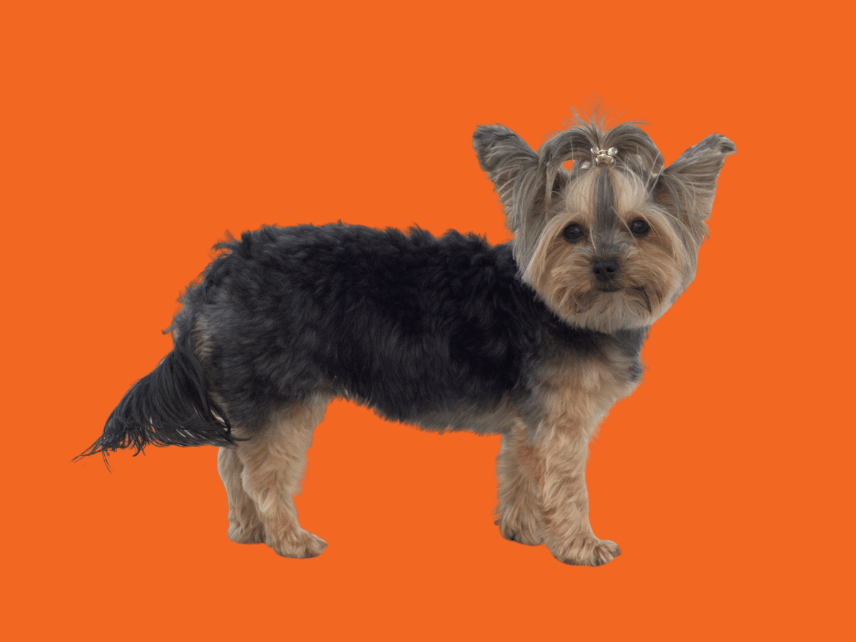 Yorkie