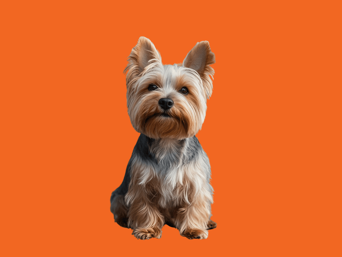 Yorkipoo