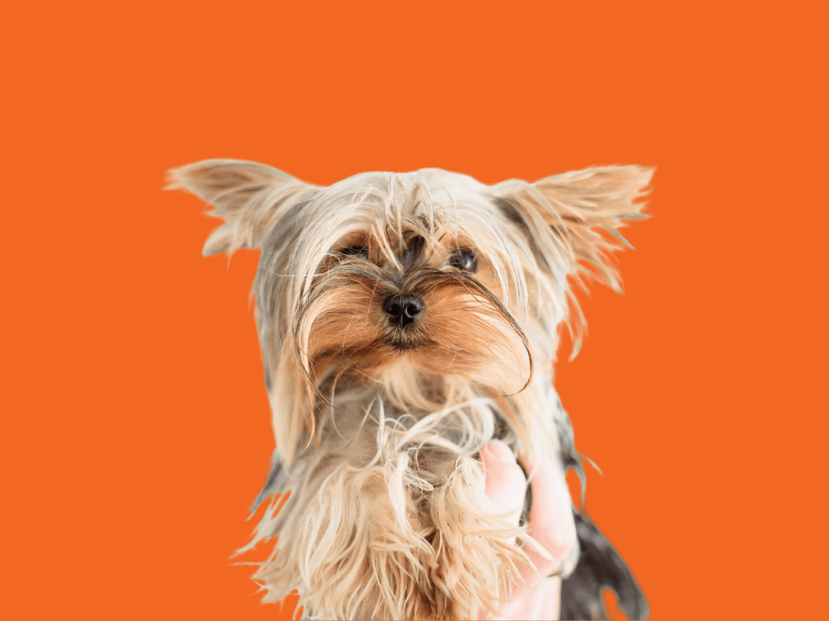 Yorkipoo
