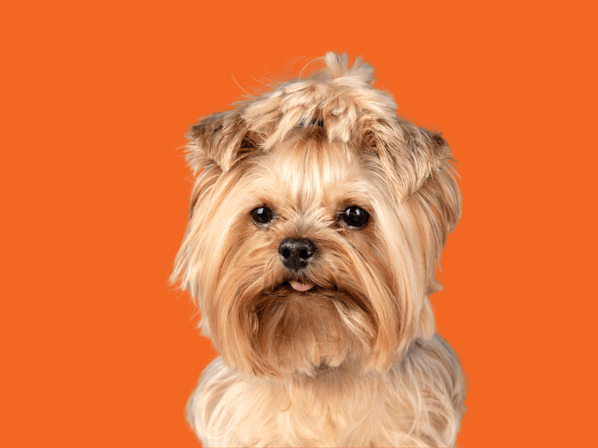 Yorkipoo