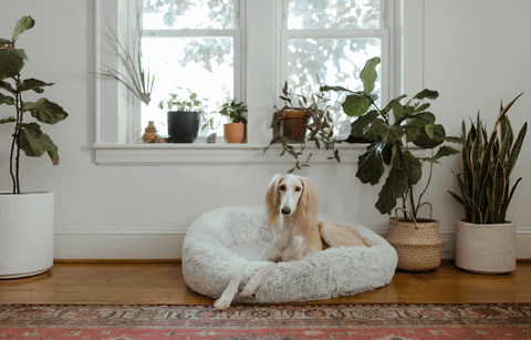 Tom&Sawyer — 10 Common Houseplants That Are Toxic to Dogs and 10 Dog-Safe Plants: Ensure a Pet-Safe Environment