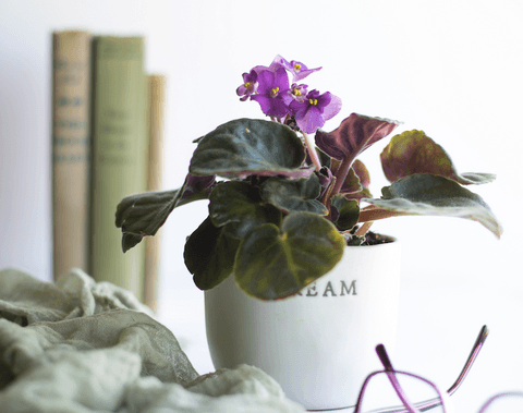 Tom&Sawyer — 10 Common Houseplants That Are Toxic to Dogs and 10 Dog-Safe Plants: Ensure a Pet-Safe Environment