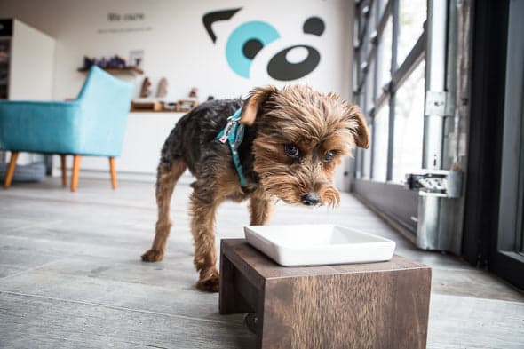 Tom&Sawyer — BlogTO Visits Leslieville's New Fur-Kid On the Block
